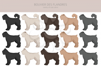 Bouvier des Flandres clipart. Different coat colors and poses set.  Vector illustration