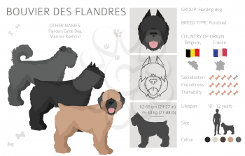Bouvier des Flandres clipart. Different coat colors and poses set.  Vector illustration