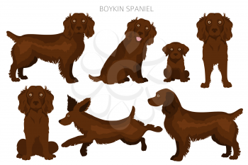 Boykin spaniel clipart. Different coat colors and poses set.  Vector illustration