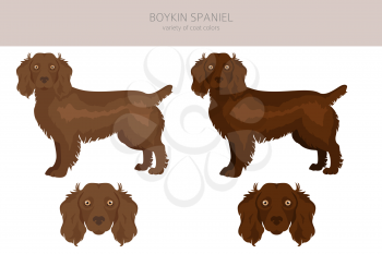 Boykin spaniel clipart. Different coat colors and poses set.  Vector illustration