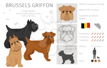 Brussels griffon clipart. Different coat colors and poses set.  Vector illustration