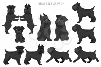 Brussels griffon clipart. Different coat colors and poses set.  Vector illustration