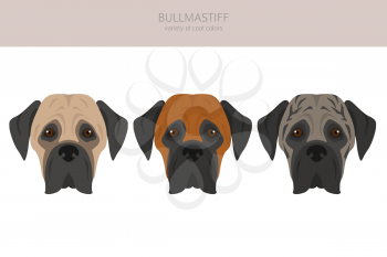 Bullmastiff clipart. Different coat colors and poses set.  Vector illustration