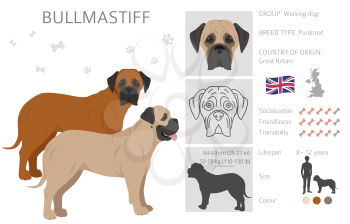 Bullmastiff clipart. Different coat colors and poses set.  Vector illustration