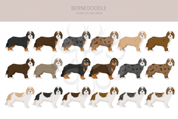 Bernedoodle mix breed clipart. Different coat colors and poses set.  Vector illustration