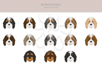 Bernedoodle mix breed clipart. Different coat colors and poses set.  Vector illustration