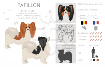 Papillon clipart. Different poses, coat colors set.  Vector illustration