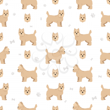 Cairn terrier seamless pattern. Different poses, coat colors set.  Vector illustration