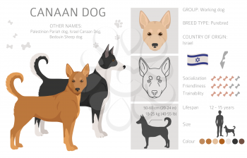 Canaan dog clipart. Different poses, coat colors set.  Vector illustration