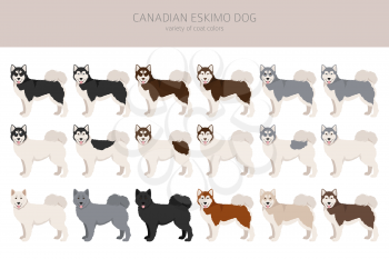 Canadian Eskimo dog clipart. Different poses, coat colors set.  Vector illustration