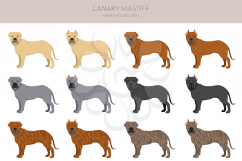 Canary mastiff clipart. Different poses, coat colors set.  Vector illustration