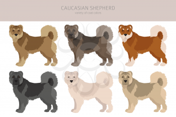 Caucasian shepherd clipart. Different poses, coat colors set.  Vector illustration