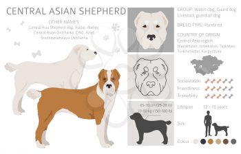 Central asian shepherd clipart. Different poses, coat colors set.  Vector illustration