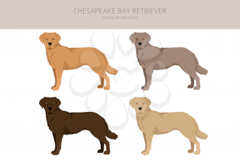Chesapeake bay retriever clipart. Different poses, coat colors set.  Vector illustration
