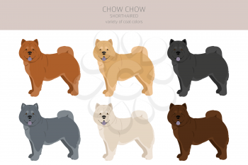 Chow chow shorthaired variety clipart. Different poses, coat colors set.  Vector illustration