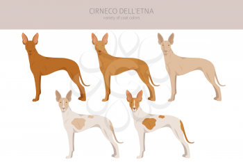 Cirneco dell Etna, Sicilian hound clipart. Different poses, coat colors set.  Vector illustration