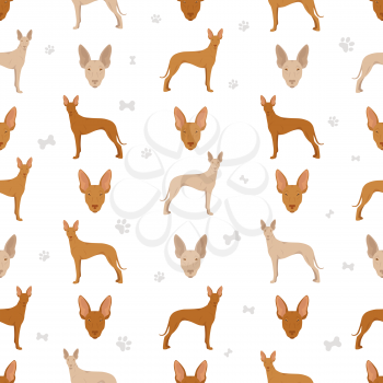 Cirneco dell Etna, Sicilian hound seamless pattern. Different poses, coat colors set.  Vector illustration
