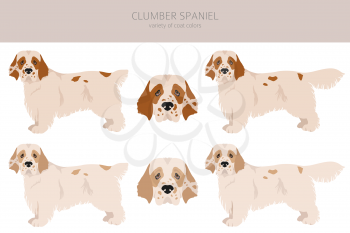 Clumber spaniel clipart. Different poses, coat colors set.  Vector illustration