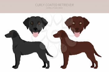 Curly coated retriever clipart. Different poses, coat colors set.  Vector illustration
