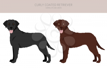 Curly coated retriever clipart. Different poses, coat colors set.  Vector illustration