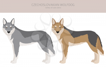 Czechoslovakian wolfdog clipart. Different poses, coat colors set.  Vector illustration