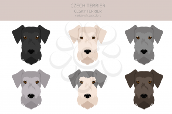 Czech terrier clipart. Different poses, coat colors set.  Vector illustration