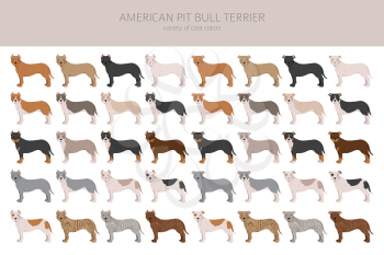 American pit bull terrier dogs clipart. Color varieties, infographic. Vector illustration