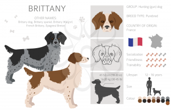 Brittany spaneil color varieties clipart. Different poses set. Dog infographics collection. Vector illustration