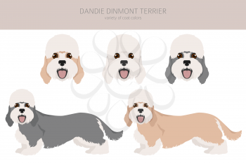 Dandie dinmont terrier clipart. Different poses, coat colors set.  Vector illustration