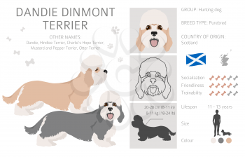 Dandie dinmont terrier clipart. Different poses, coat colors set.  Vector illustration