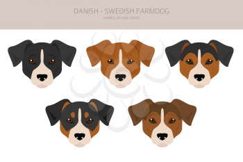 Danish swedish farmdog clipart. Different poses, coat colors set.  Vector illustration