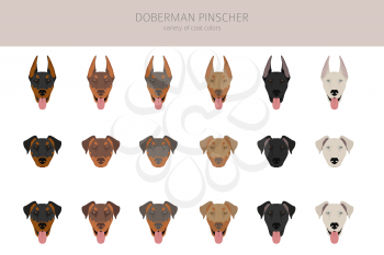 Doberman pinscher dogs clipart. Different poses, coat colors set.  Vector illustration