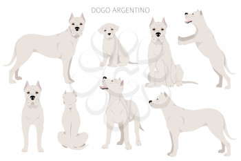 Dogo Argentino clipart. Different poses, coat colors set.  Vector illustration
