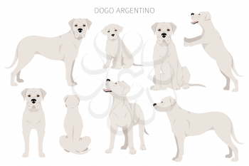 Dogo Argentino clipart. Different poses, coat colors set.  Vector illustration
