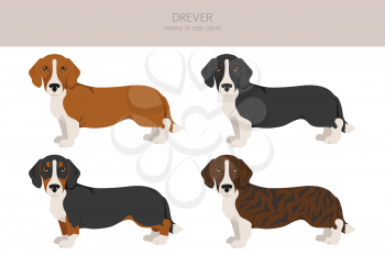 Drever clipart. Different poses, coat colors set.  Vector illustration