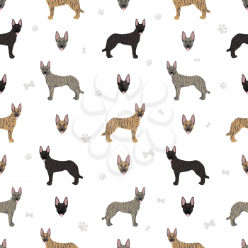 Dutch shepherd seamless pattern. Different poses, coat colors set.  Vector illustration