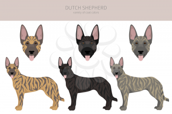 Dutch shepherd clipart. Different poses, coat colors set.  Vector illustration