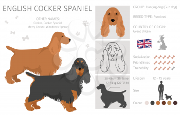 English cocker spaniel clipart. Different poses, coat colors set.  Vector illustration