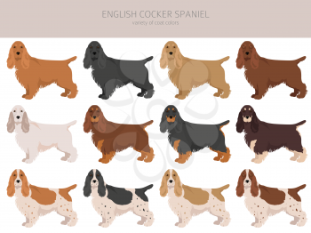 English cocker spaniel clipart. Different poses, coat colors set.  Vector illustration