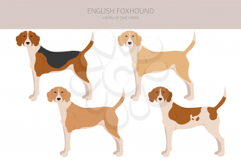English foxhound clipart. Different poses, coat colors set.  Vector illustration