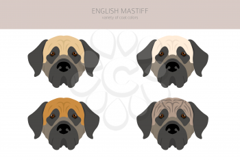 English mastiff clipart. Different poses, coat colors set.  Vector illustration