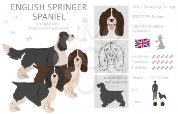 English springer spaniel clipart. Different poses, coat colors set.  Vector illustration