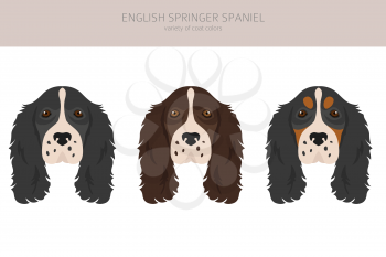 English springer spaniel clipart. Different poses, coat colors set.  Vector illustration