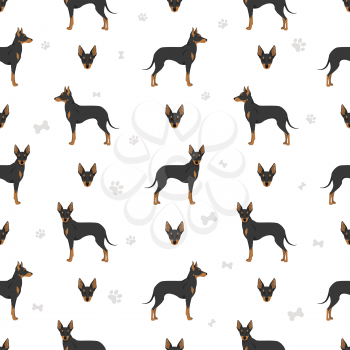 English toy terrier seamless pattern. Different poses, coat colors set.  Vector illustration