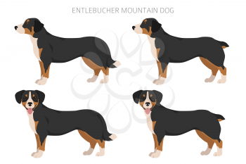 Entlebucher mountain dog clipart. Different poses, coat colors set.  Vector illustration