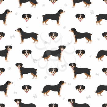 Entlebucher mountain dog seamless pattern. Different poses, coat colors set.  Vector illustration