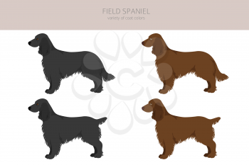 Field spaniel clipart. Different poses, coat colors set.  Vector illustration