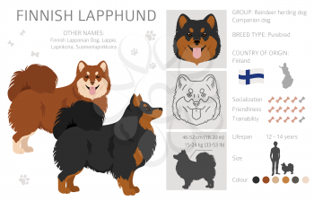 Fiinnish lapphund clipart. Different poses, coat colors set.  Vector illustration