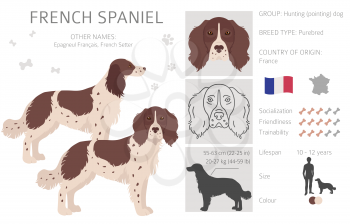 French spaniel clipart. Different poses, coat colors set.  Vector illustration