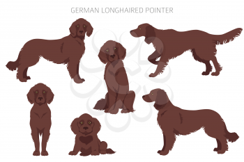 German longhaired pointer clipart. Different poses, coat colors set.  Vector illustration